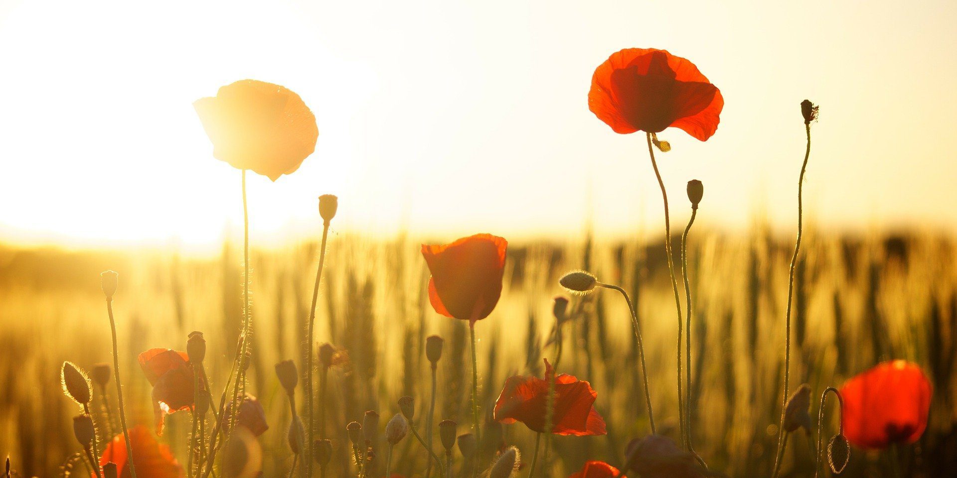 poppies-g4af9a0bef_1920