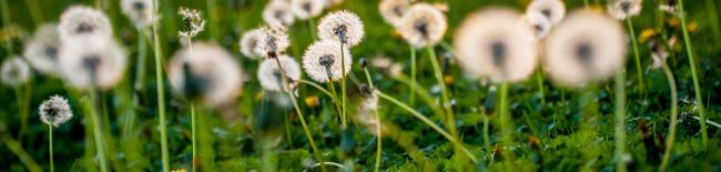 field of dandelions