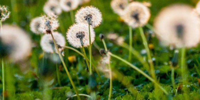 new HUGG wexford 1438×344 website field of dandelions