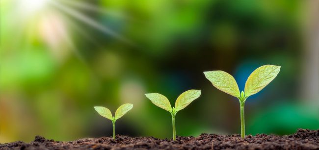 green plants growing post traumatic growth after suicide