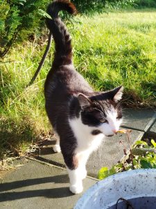 Sheilas cat Simon in the back garden
