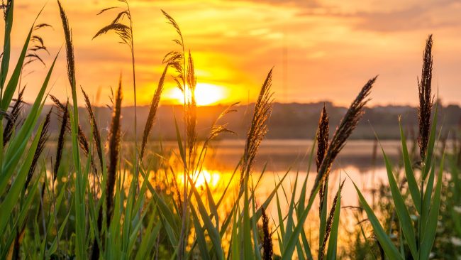 green grassy plants in the water with the sunsetting